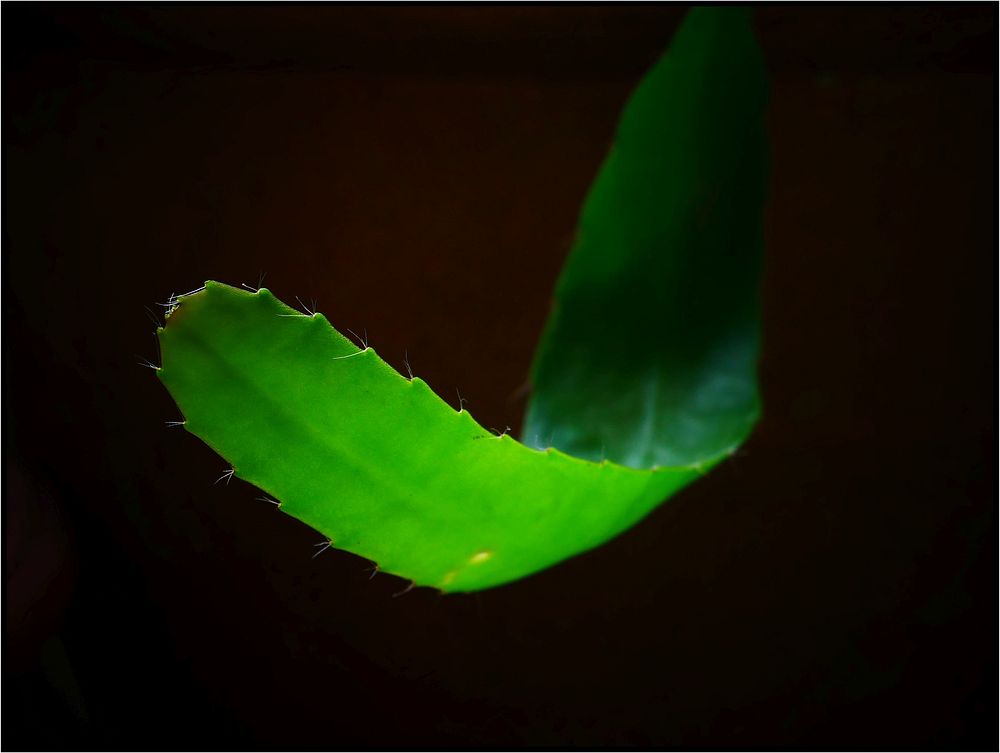 Queen of the night plant, leaf.