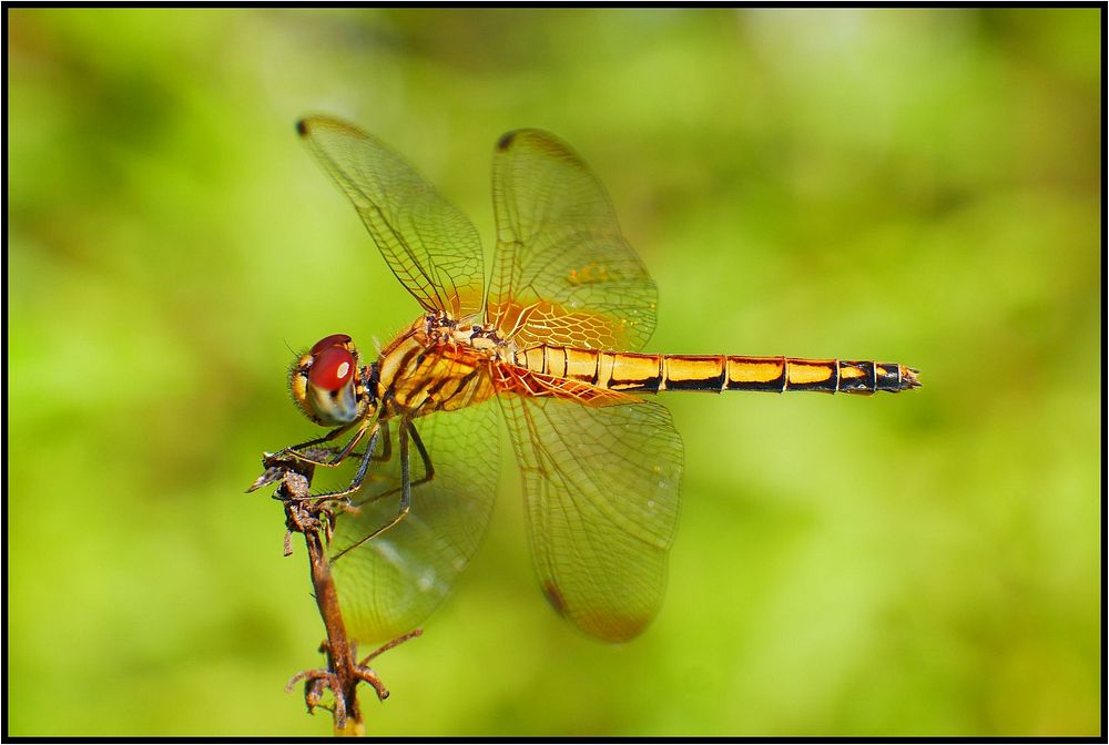 Golden dragonfly, nature flying insect.