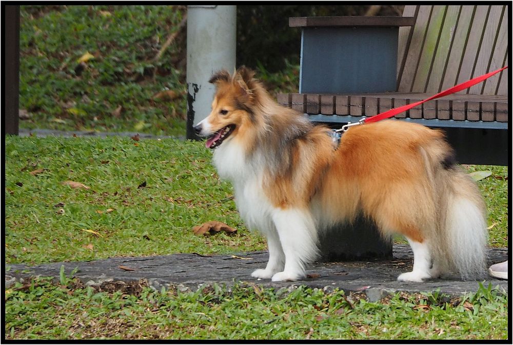 Shetland sheepdog, pure breed domestic.