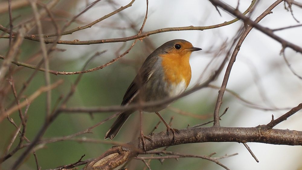 Nature bird, tree branch grabbing.