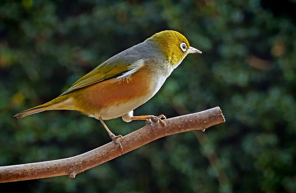 The silvereye or wax-eye is a very small omnivorous passerine bird of the south-west Pacific. In Australia and New Zealand…