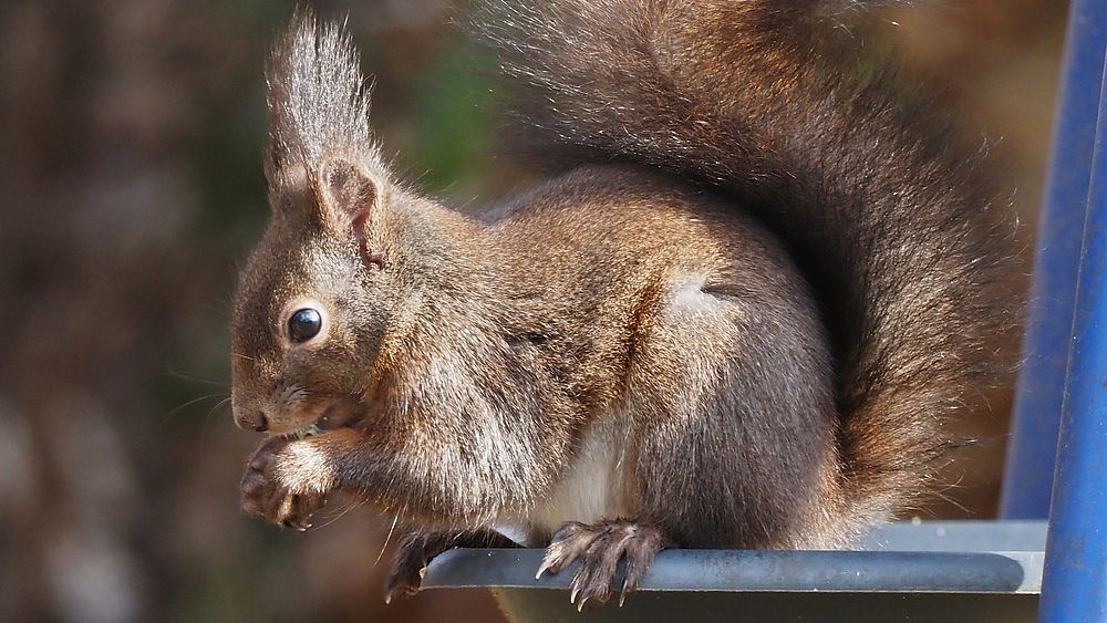 Eating brown squirrel, rodent animal.