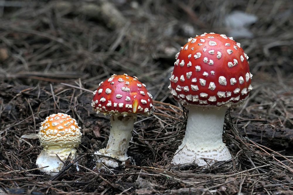 Fly agaric, Amanita muscaria, can be seen in autumn in pine plantations. They contain hallucinatory poisons, and death can…