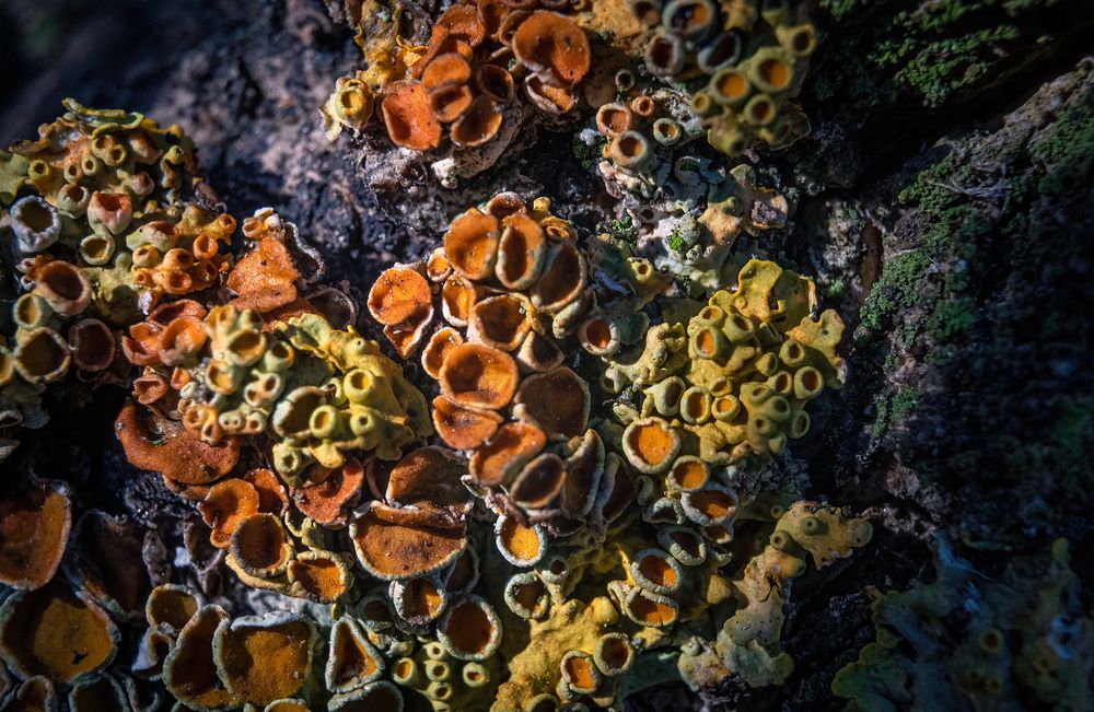Colorful carbonate coral, nature animal.