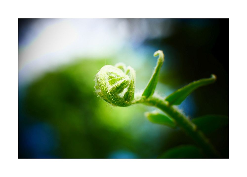 New growing leaves, nature ecology environment.