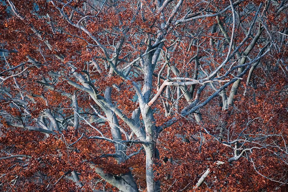 Tentacles, red autumnal Beeches trees.