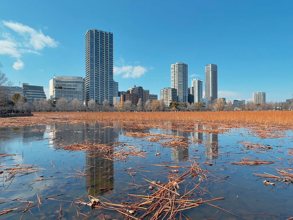 Tower, Shinobazu Pond, Tokyo, JapanLooking over withering lotus plants in winter towards residential towers under a blue…