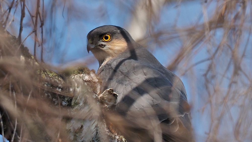 Birds of Prey (Greifvögel)