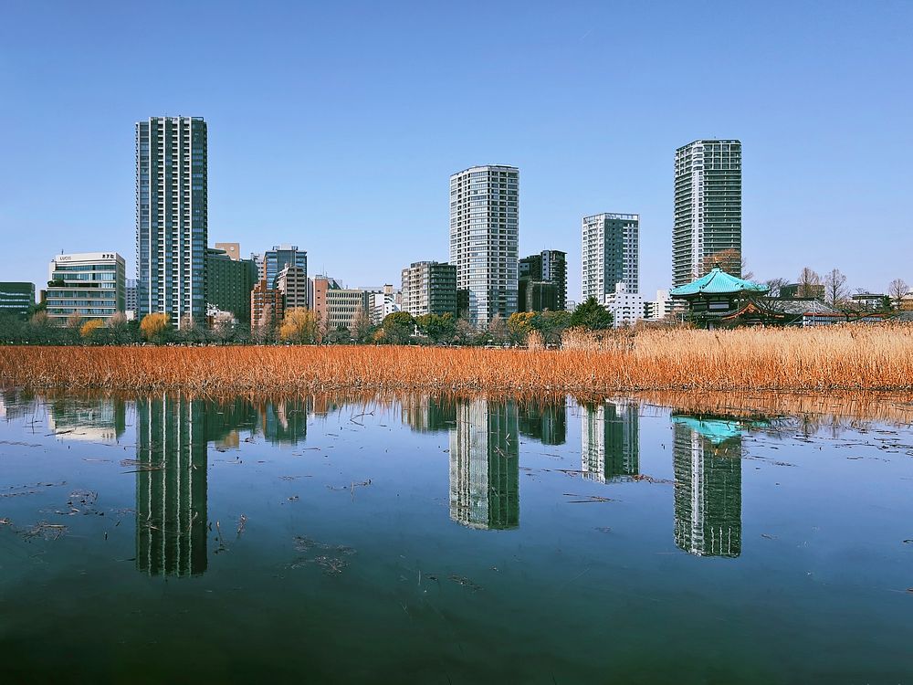 Towers, Shinobazu Pond, Tokyo, JapanLooking over withering lotus plants in winter towards residential towers and their…