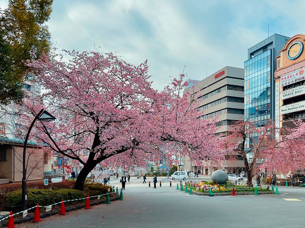 Plum Blossom Trees, Tokyo, JapanBlooming pink plum blossom trees at the Shinobazu entrance of Ueno Park, Taito City, Tokyo…