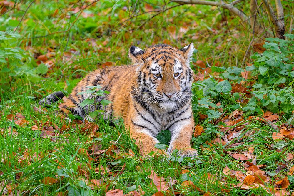 Siberian striped tiger, carnivore animal.