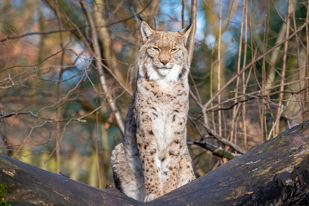 Lynx, carnivore big wild cat.