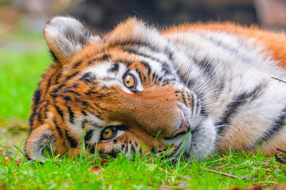 Siberian striped tiger, carnivore animal portrait.