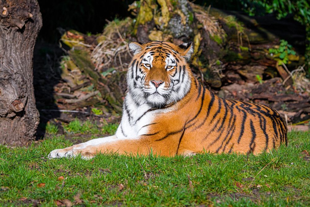 Siberian striped tiger, carnivore animal.