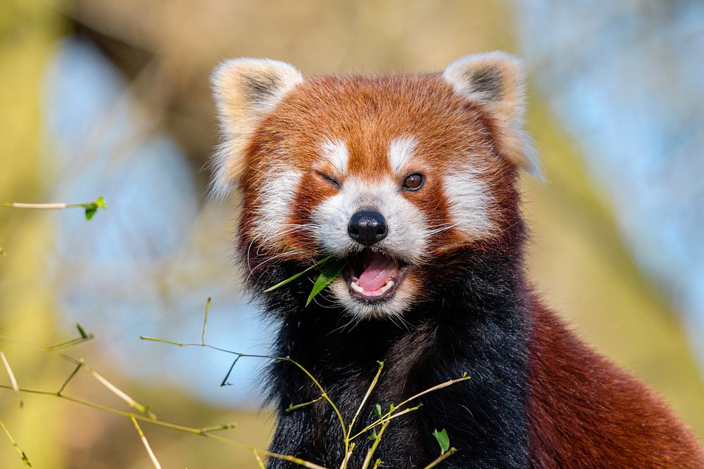 Red Panda animal eating bamboo.