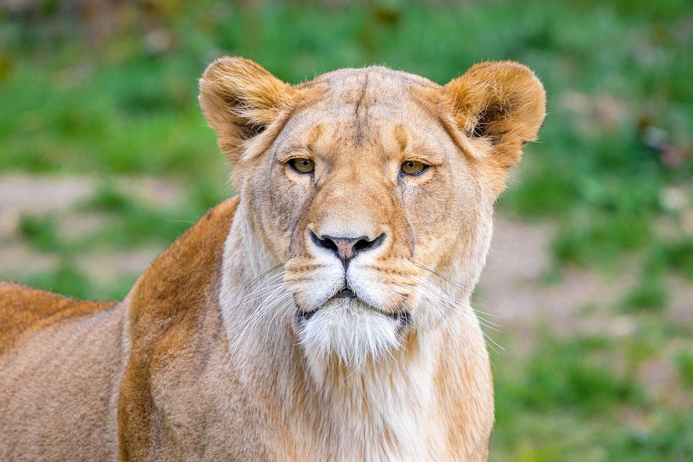 African female lion, carnivore wildlife.