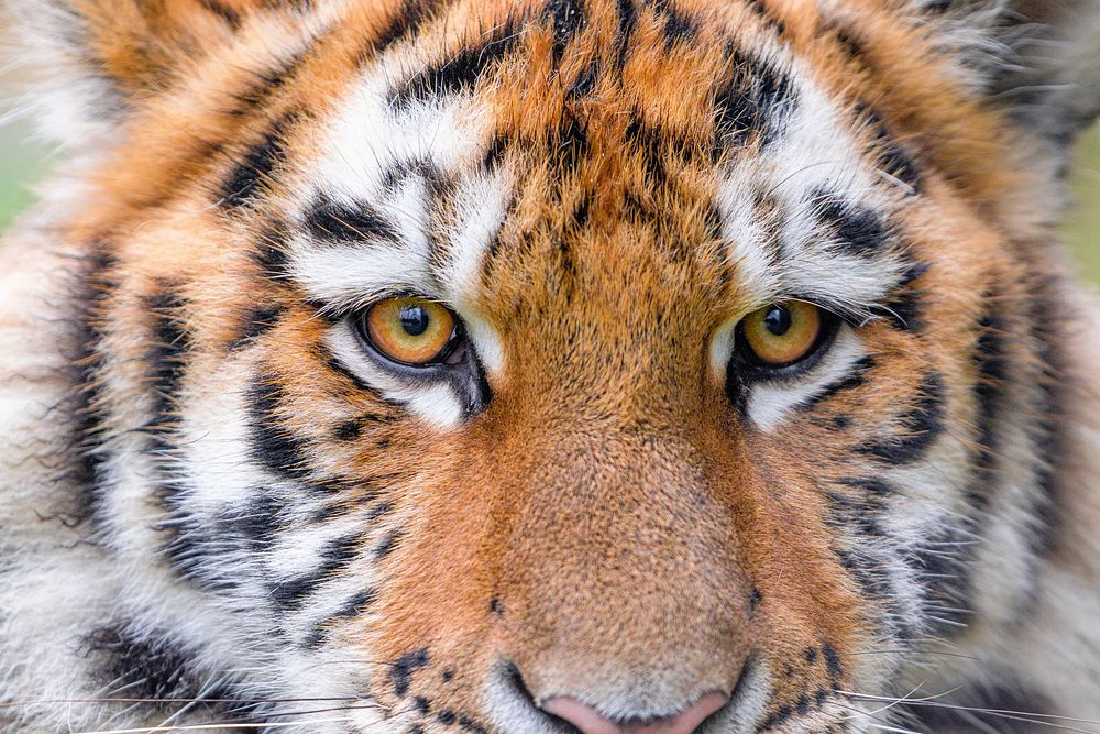 Siberian striped tiger, carnivore animal, close up.