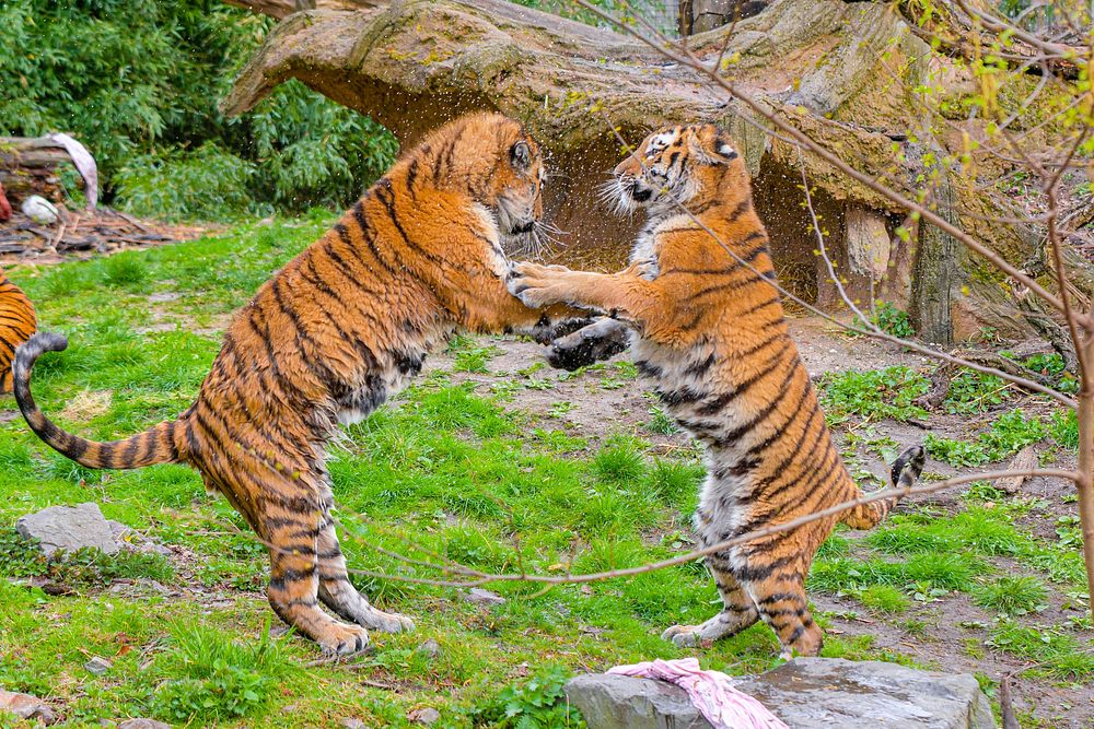 Fighting Siberian striped tiger, carnivore animal.