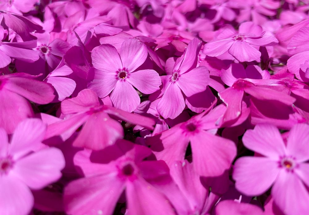 PinkSpring blossoms