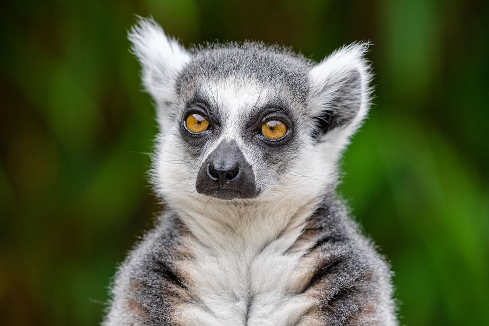 Ring-tailed lemur, primate wild animal.