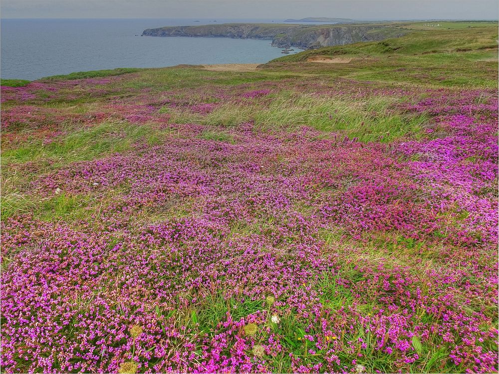 Pink blooming flower heather landscape.