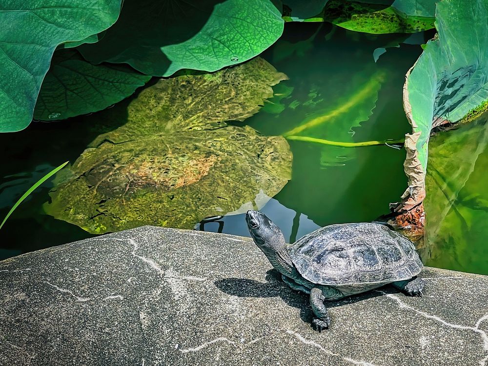 Japanese Pond Turtle, Tokyo, JapanA Japanese pond turtle (Mauremys japonica) on a summer's day in the lotus plant section of…