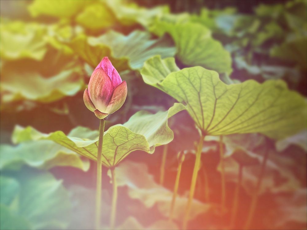Lotus flower bud, nature plant.