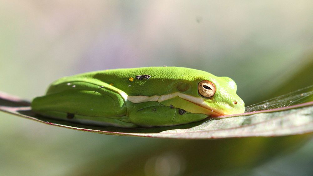 Sleeping green tree frog animal.