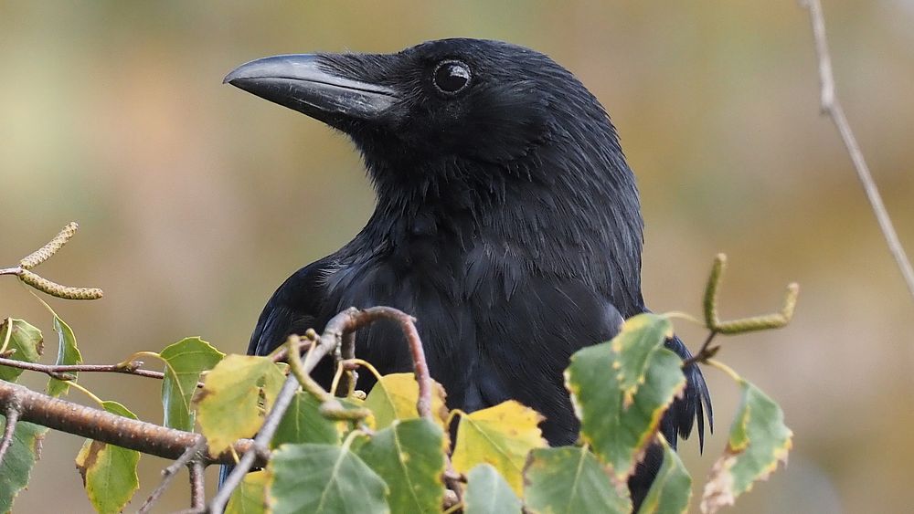 Raven crow, black poultry bird.