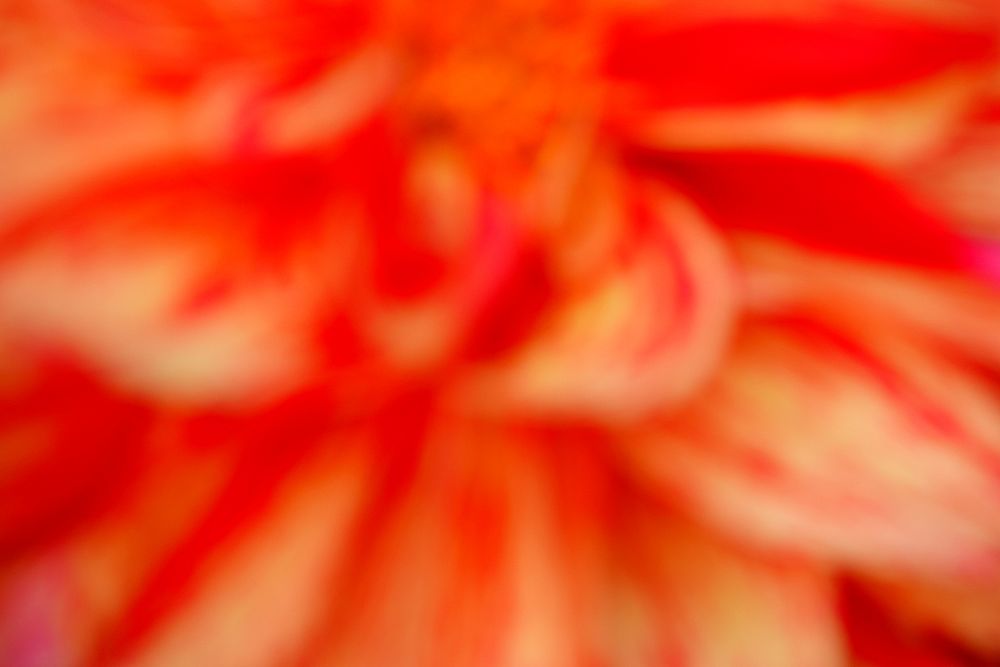 Zoomed red blossoming flower petals.