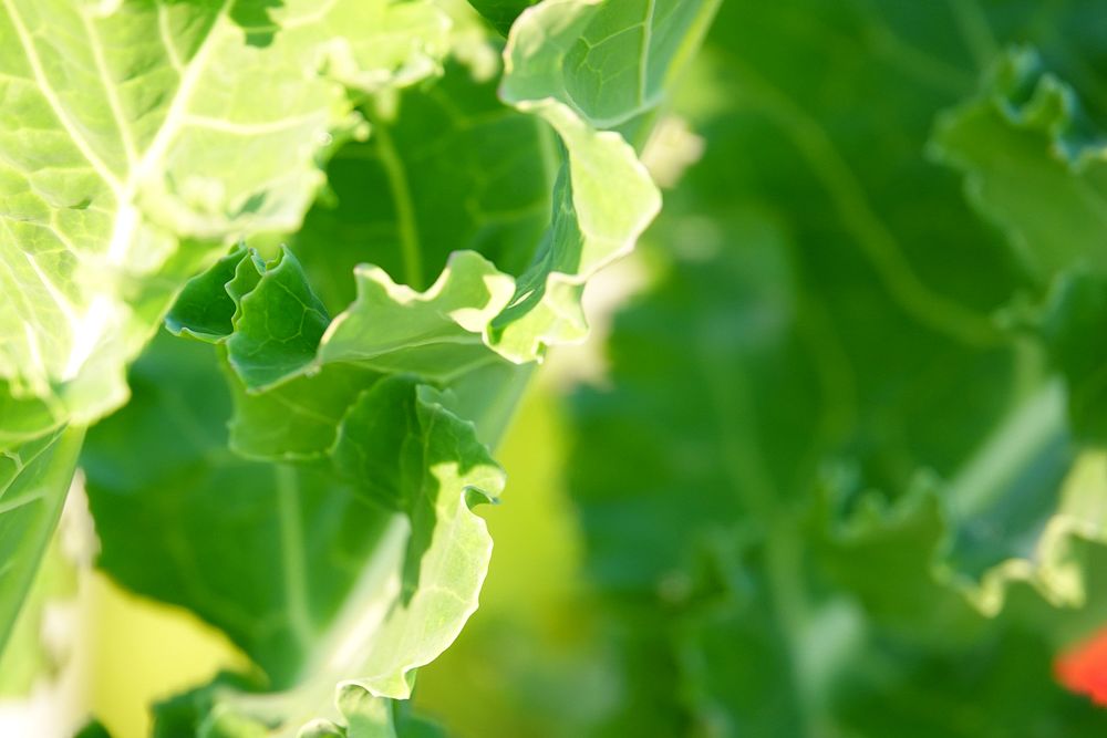 Green lettuce, leafy vegetable garden.