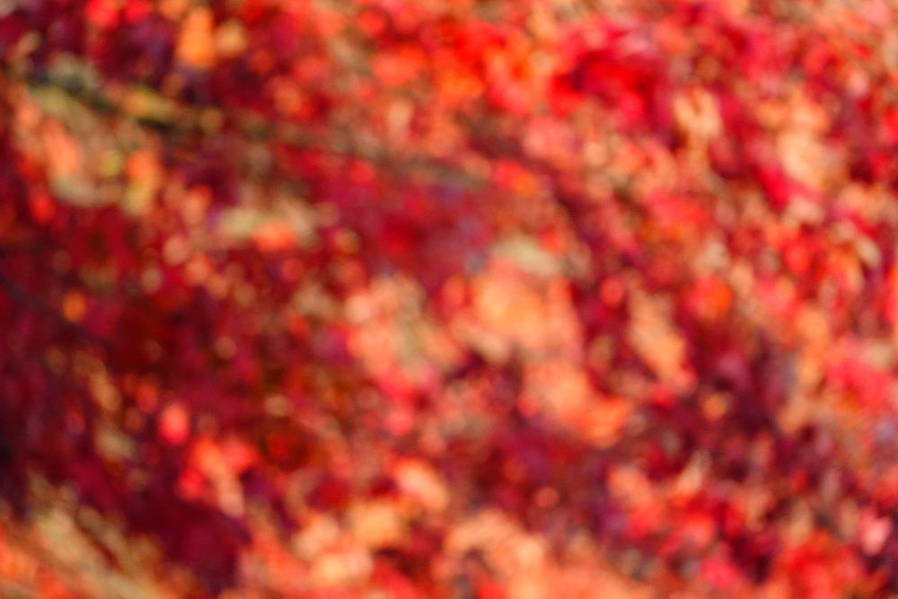 Bokeh blurred red autumn leaves.