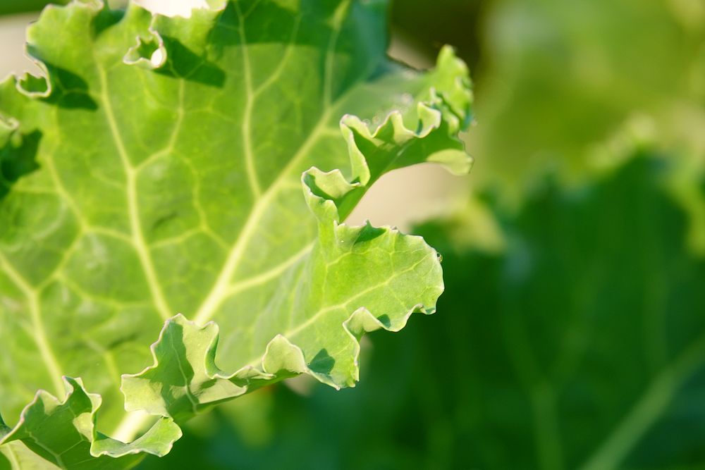 Green lettuce, leafy vegetable garden.