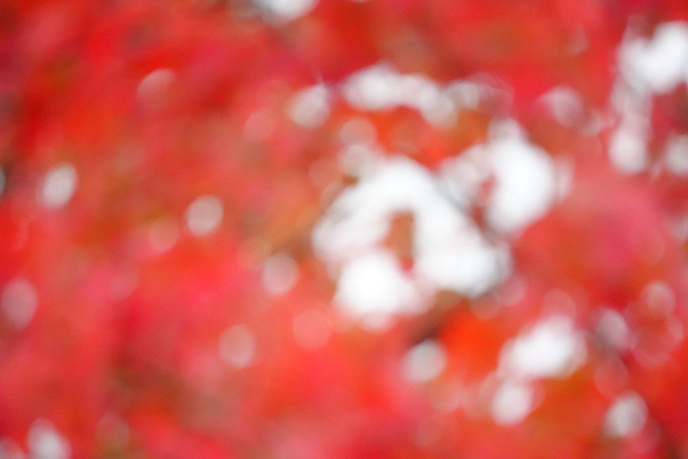 Red treetop leaves, blurring aesthetic.