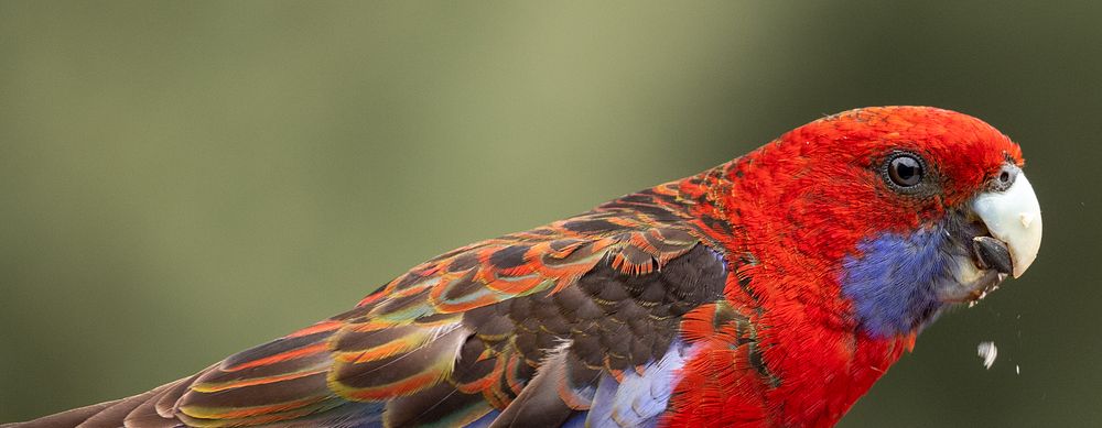 Crimson rosella parrot, poultry bird.
