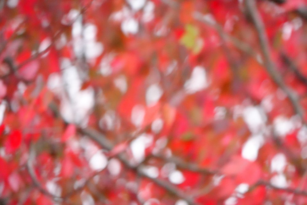 Red treetop leaves, blurring aesthetic.