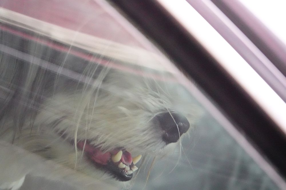 Domestic pet dog, car riding.