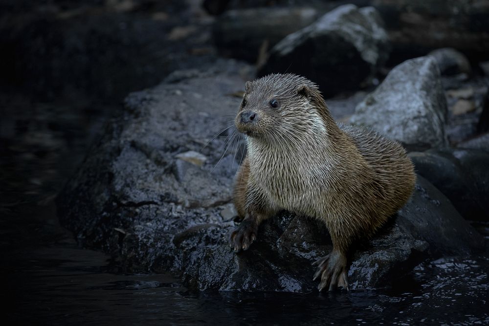 Mammal animal otter, water bank.