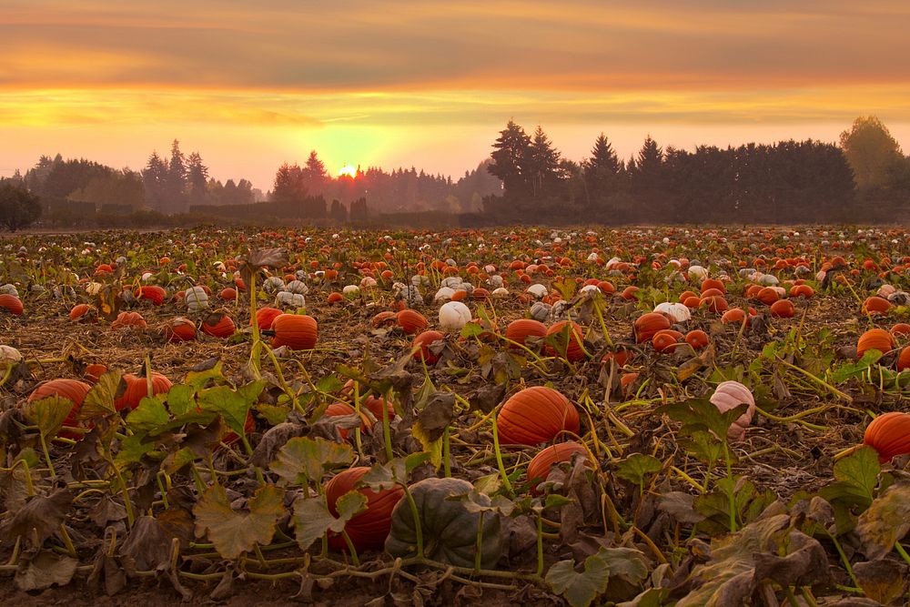 Pumpkin field at sunset, OregonOur area is surrounded by many little fields. It doesn't take much searching to find yourself…