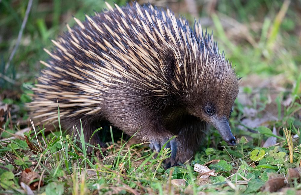 Echidna, Mimosa Rocks National Park, NSW, Australia.