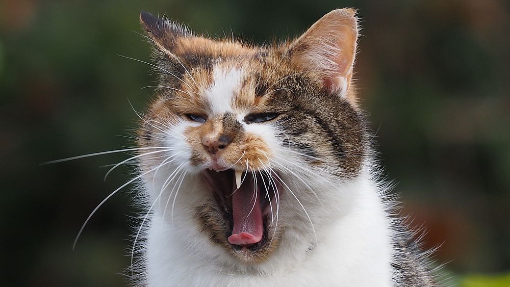 Cat yawning, domestic pet animal.