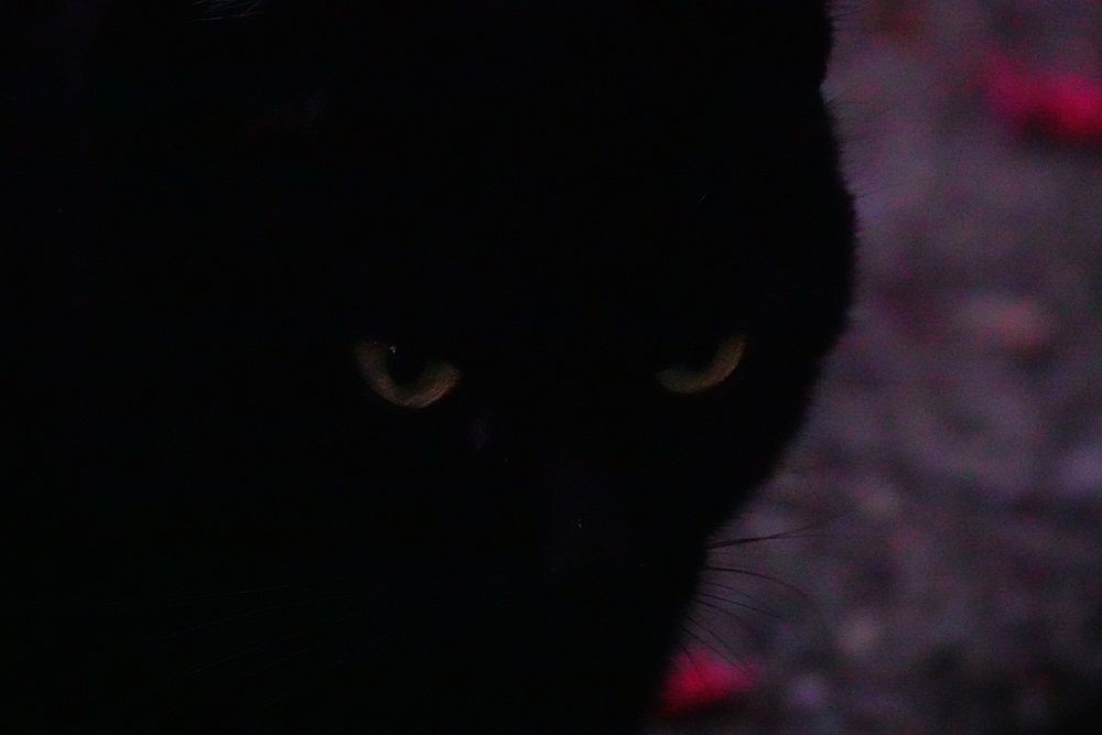 Black cat, domestic pet animal.