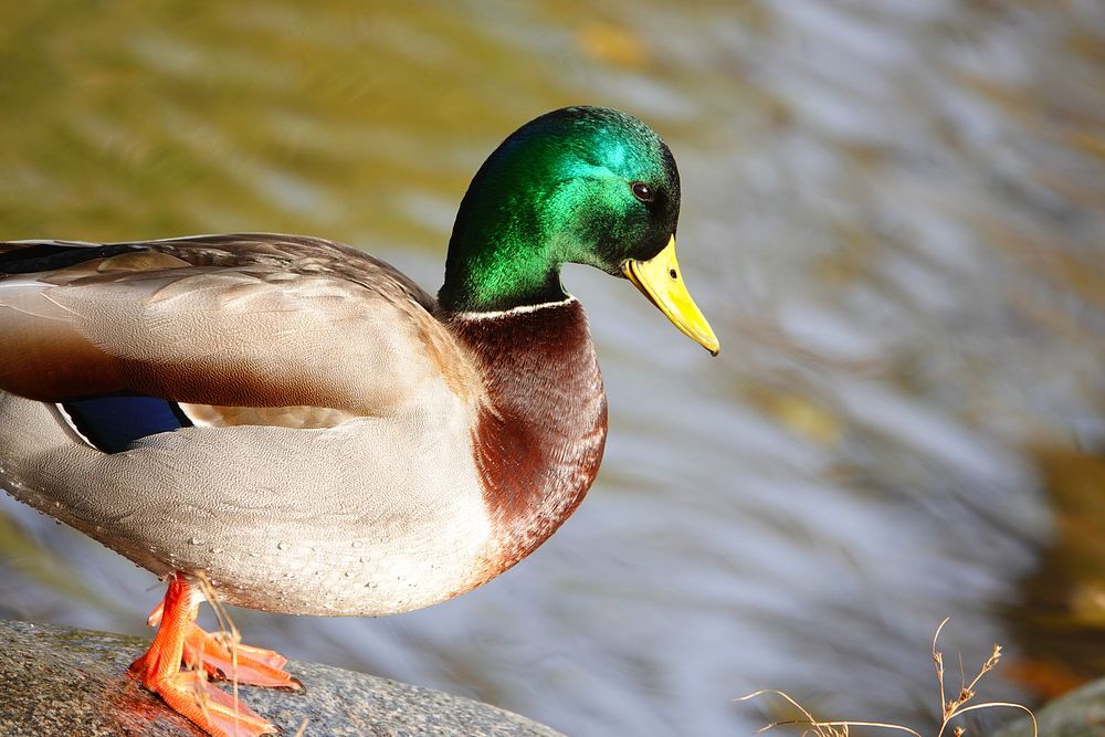 Duck, farm drake, poultry bird.