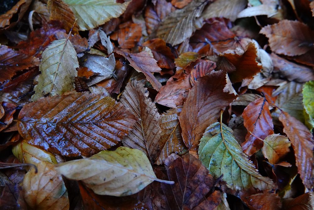 Autumn fallen nature tree leaves,