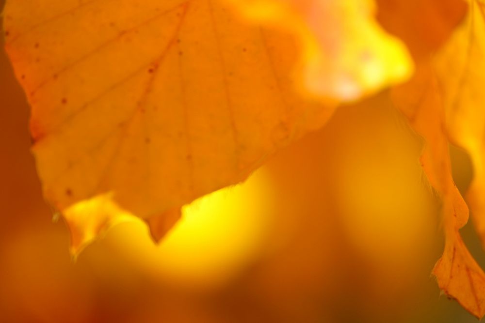 Autumnal nature mirror shot photo shoot.