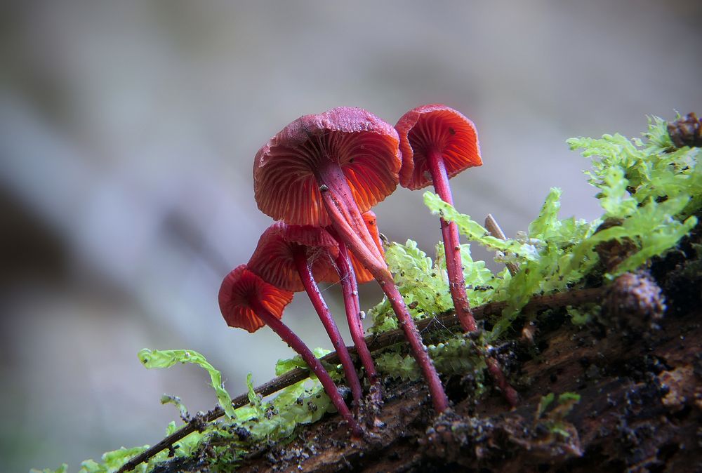 Cruentomycena viscidocruenta.Cruentomycena viscidocruenta, commonly known as the ruby bonnet, is a species of agaric fungus…