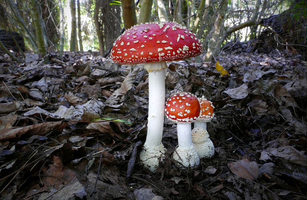 Fly Agaric, famous, enchanting and highly toxic.