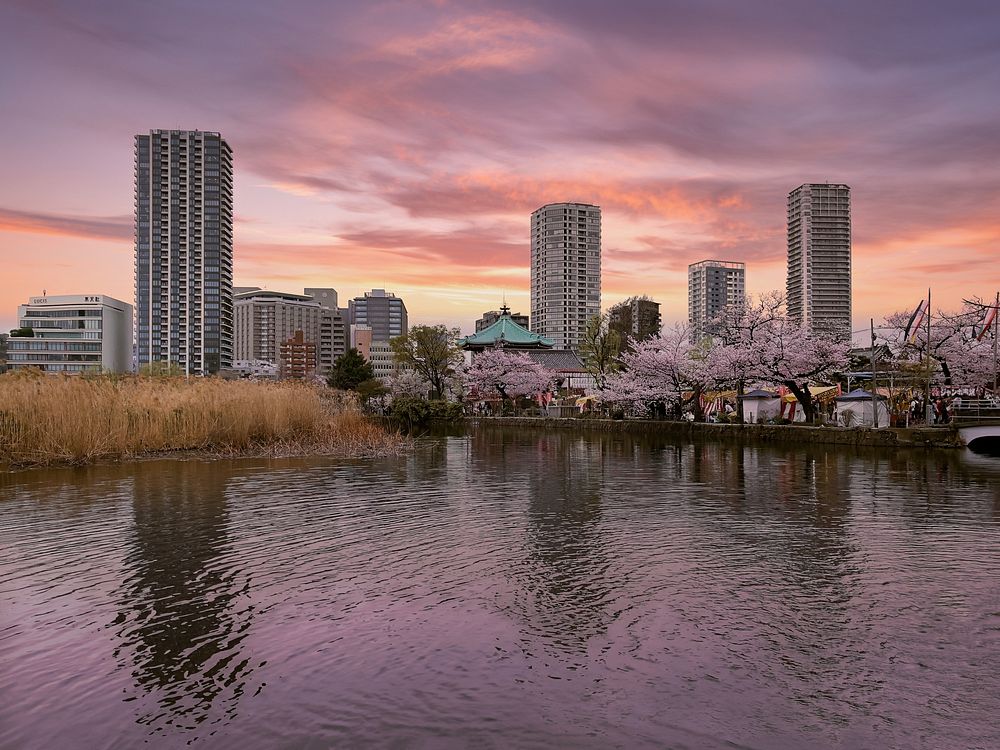 Pink Sunset, Towers, Shinobazu Pond, TokyoA pink sunset behind residential towers and their reflections, Shinobazu Pond…