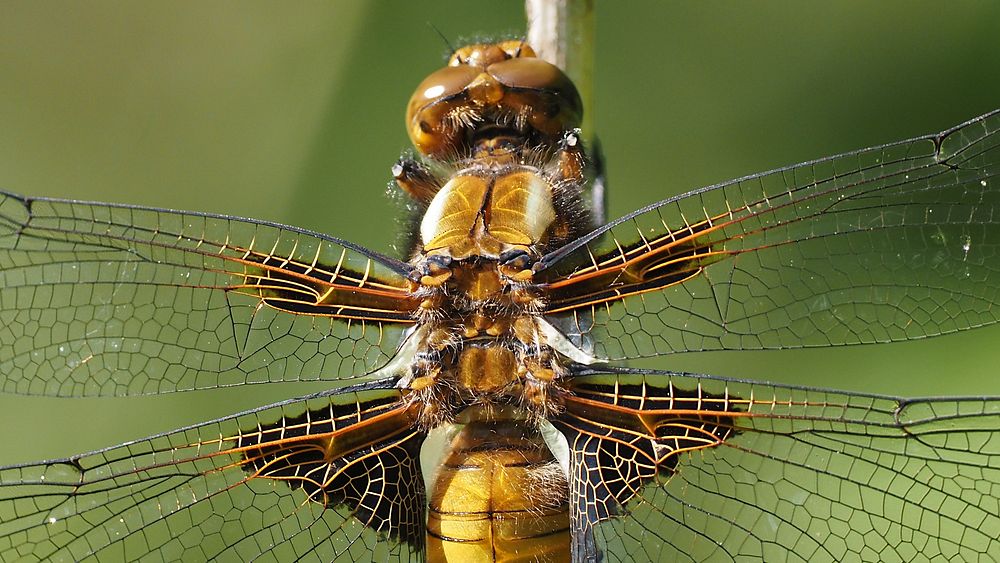 Libellula depressa (Plattbauch-Libelle) - Flügelansatz