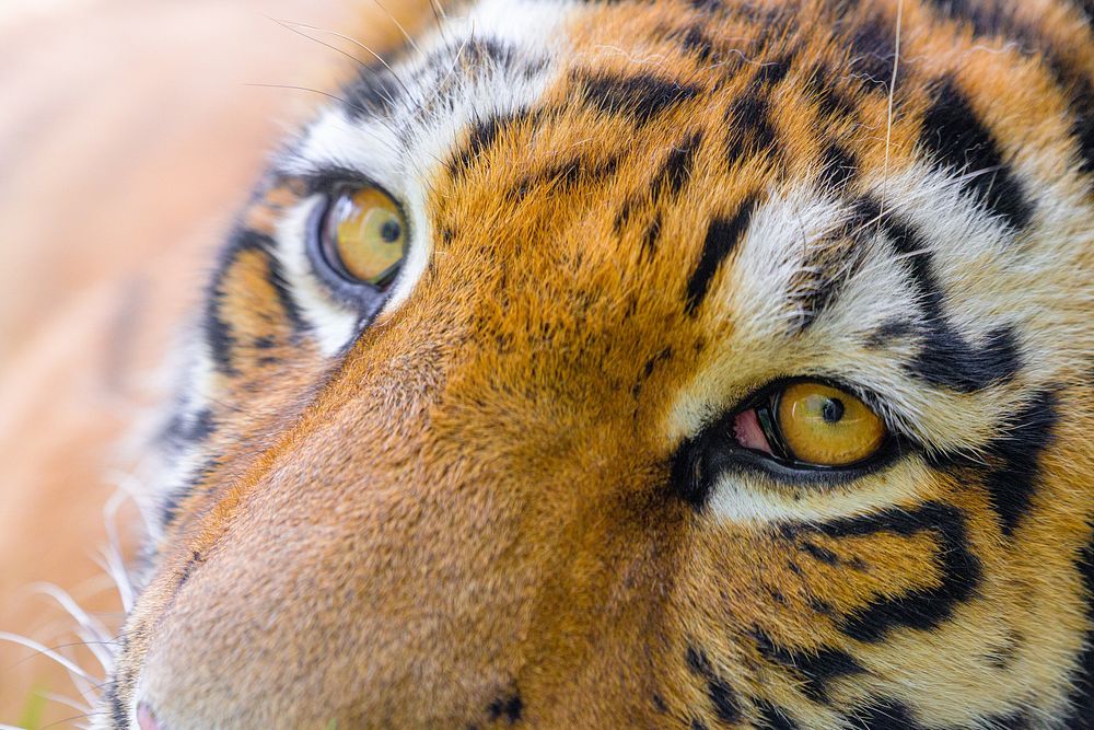 Siberian tiger portrait, carnivore animal.